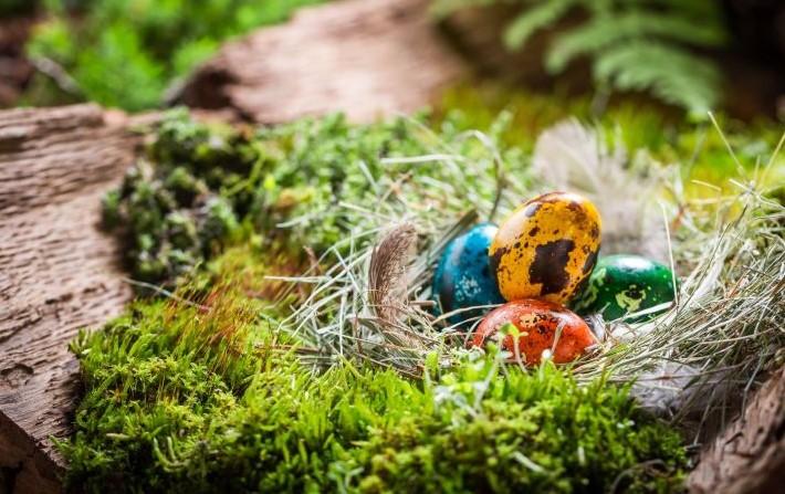 Coloured eggs resting in an animal nest