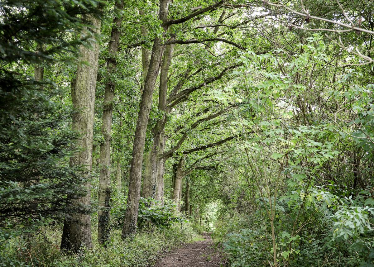 View of tree-lined footpath through the Forest