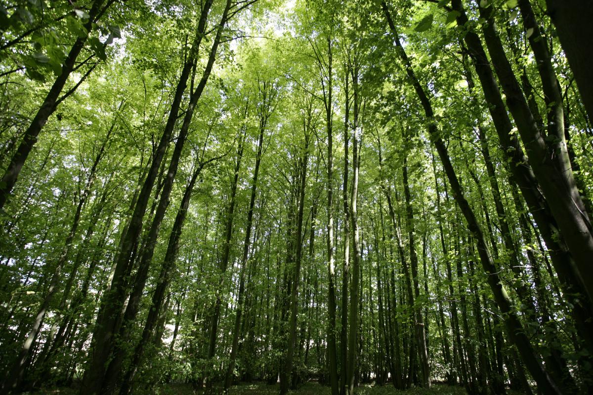 Light shining through tall trees in the Forest