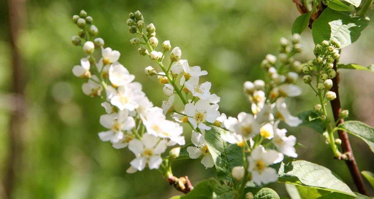 Close up of spring flowers on tree branch 