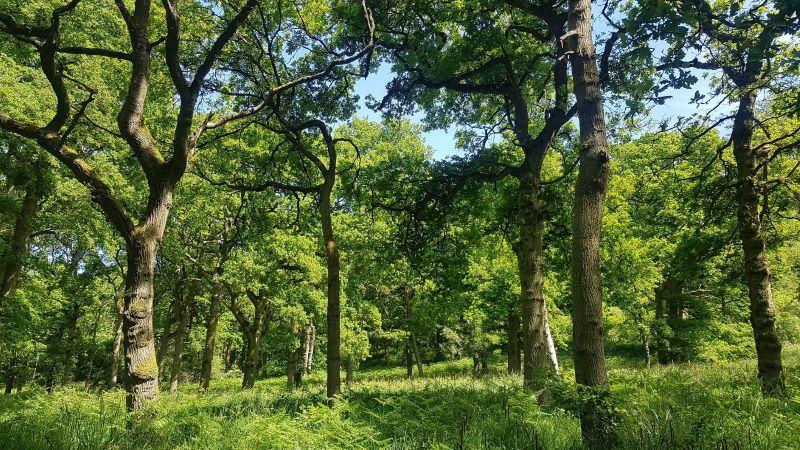 Some mature woodland in the Forest