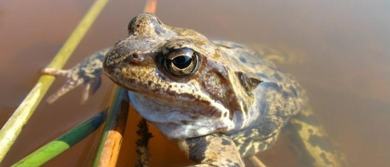 Close up of a frog in a pond