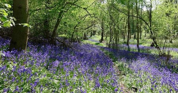 19 Unbelievable Facts About Bluebell 