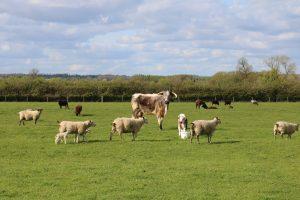 Cattle and sheep on the Forest farm