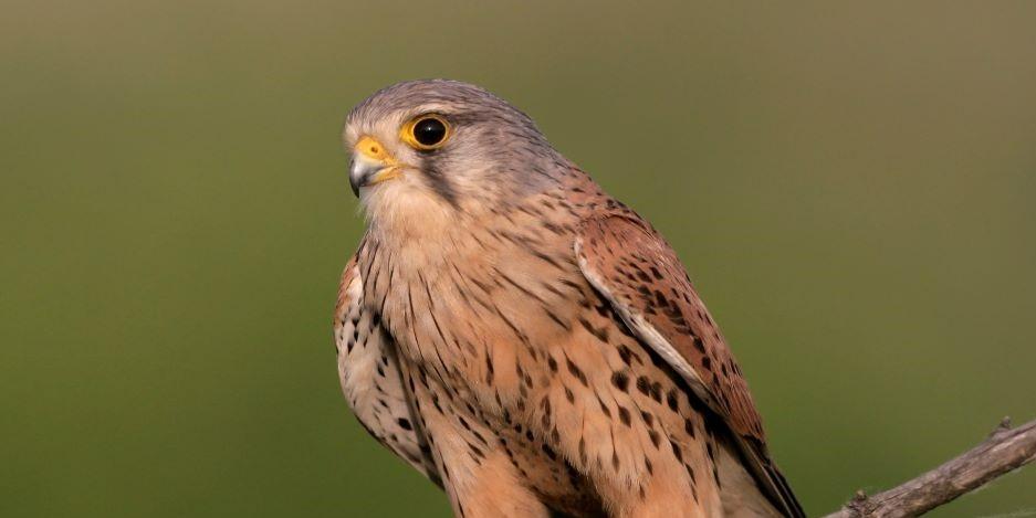 A Kestrel resting on a tree branch