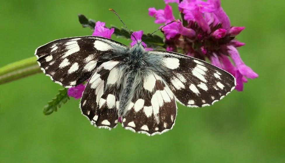 Close up of the black and white wings of the Marbled White butterfly