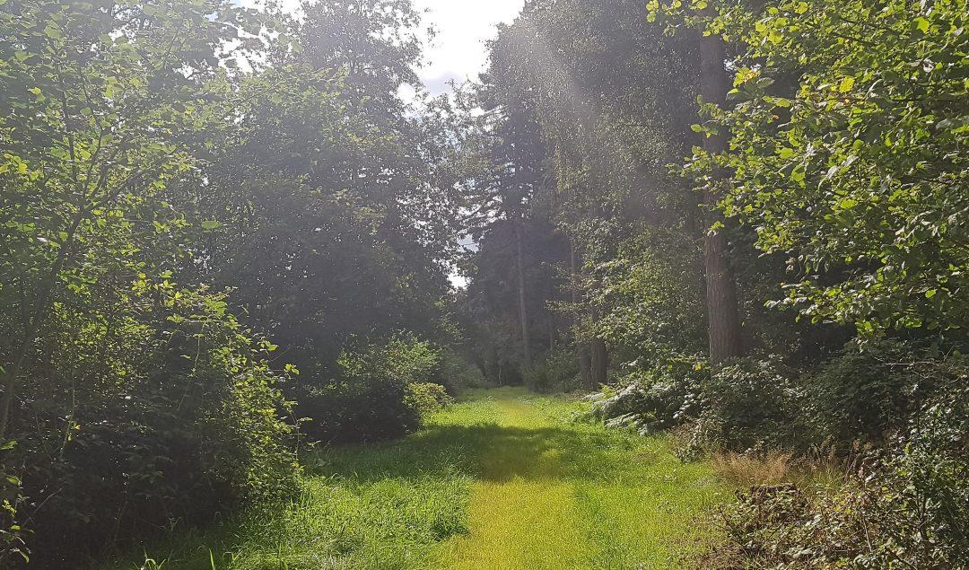 The sun shining through the trees at Morgrove Coppice