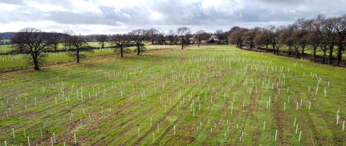 Aerial photo of newly planted trees in tubes