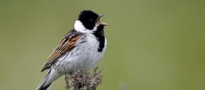 Close up of a reed bunting bird perched on a flower