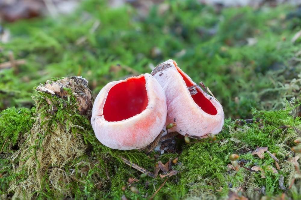 Close up of some scarlet elf cup fungi