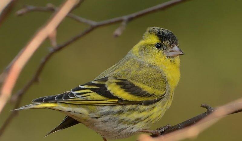 The UK's most spectacular winter bird flocks - Discover Wildlife