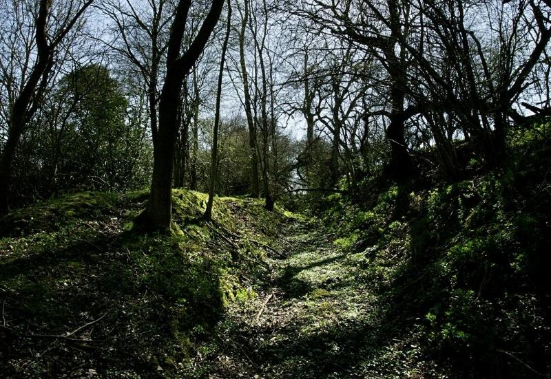 The sun shining through some trees