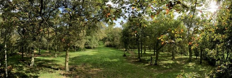 Wide shot of some trees and grassland