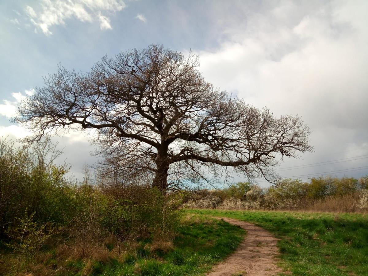 Oak tree in the Forest