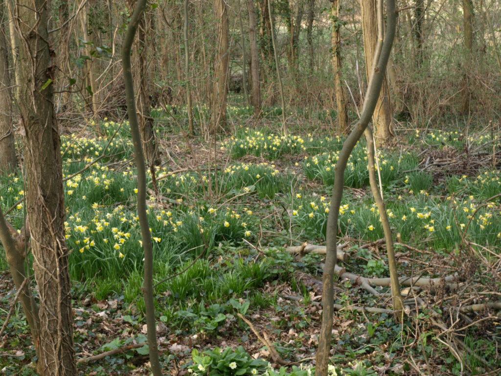 Wild daffodils in Robert's Wood