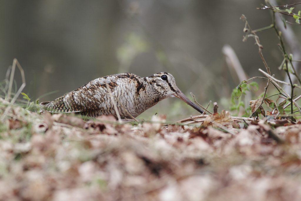 A woodcock resting on a leafy path