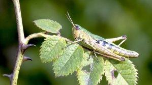 Close up of a common green grasshopped resting on some leaves