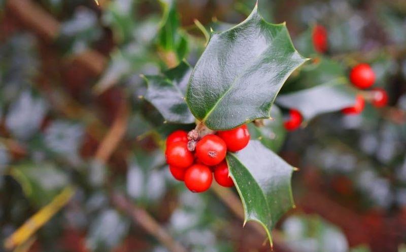 Close up of the red fruit of a holly tree