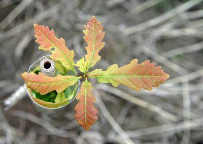 close up of an oak sapling