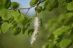 Close up of the leaves and catkin of a black poplar tree