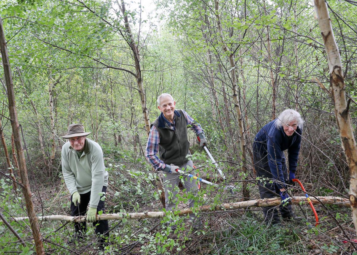 Three volunteers using tools to trim a tree