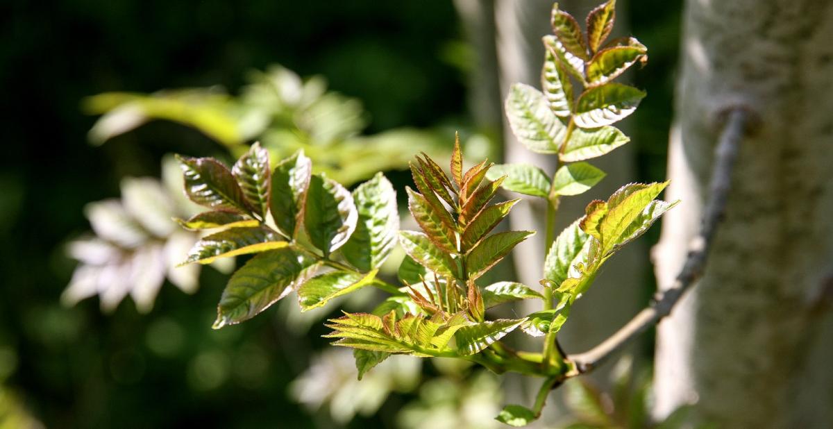 Close up of leaves on the branch of a tree on a sunny day