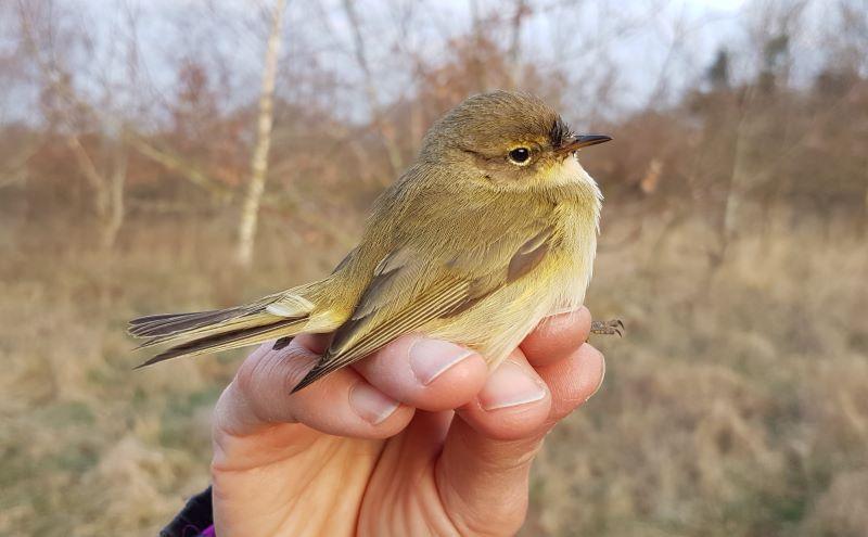 A close up of a chiffchaff perched on a hand at Middle Spernal