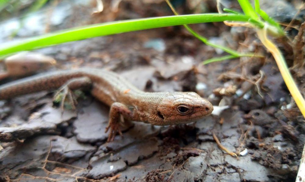 Common lizard on the Forest floor