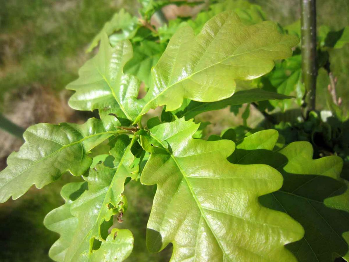 Close up oak leaves in summer