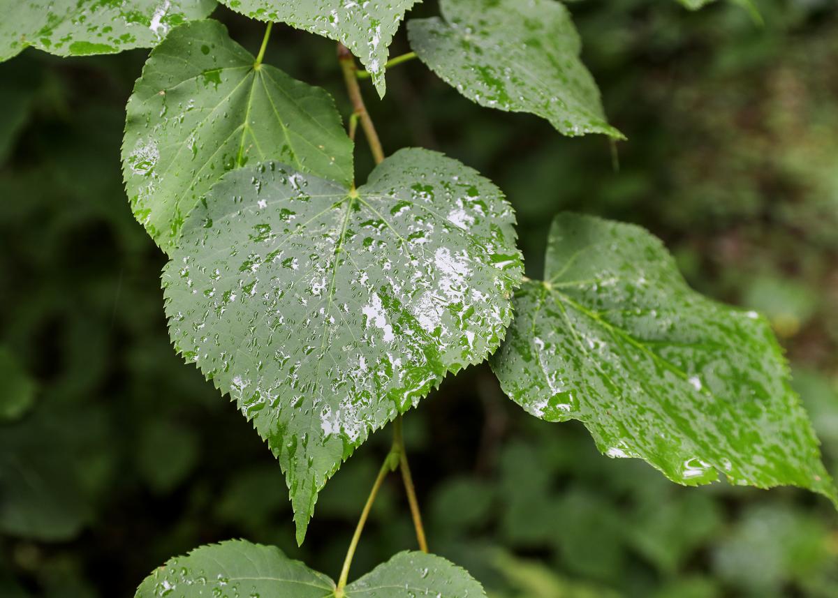 Raindrops on small leaved lime heart shaped leaves 