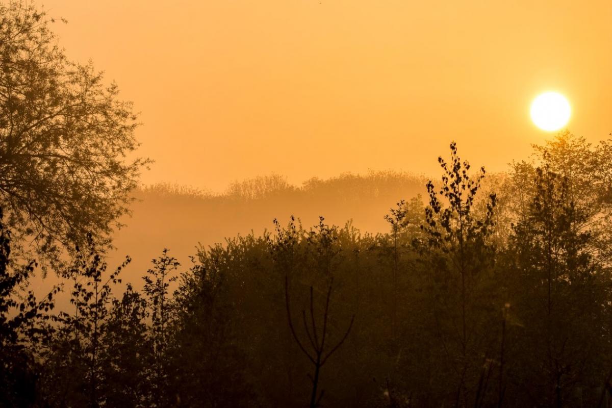 Sunrise over the trees and hedgerows in the Forest 