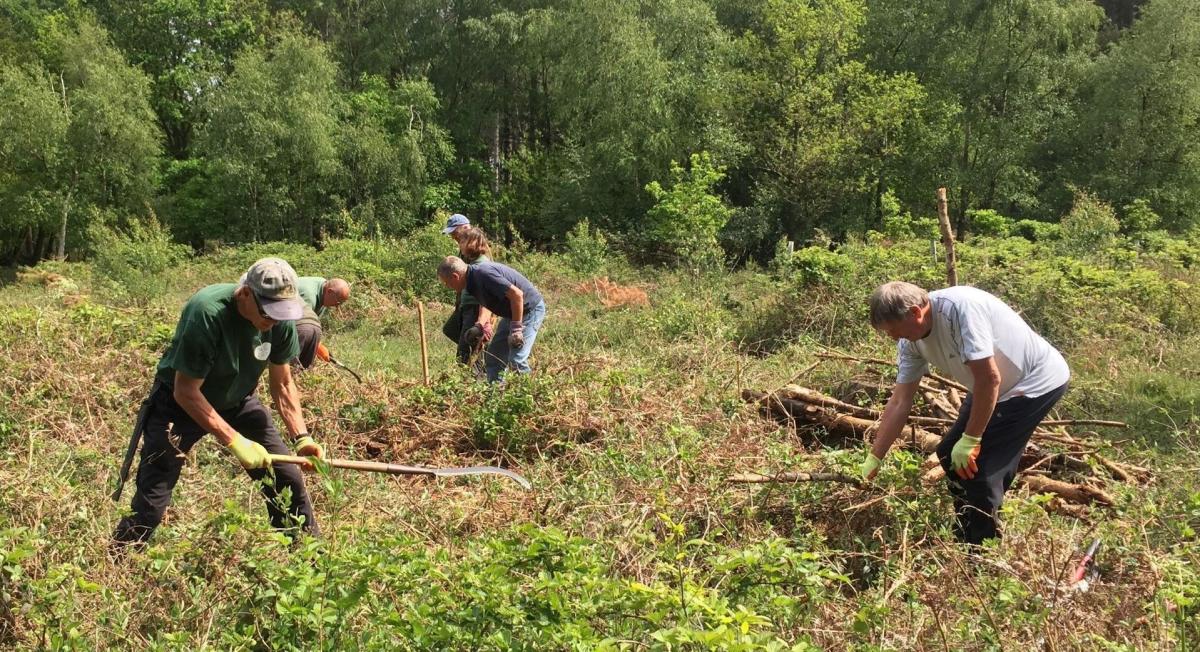 Volunteers working together in the Forest