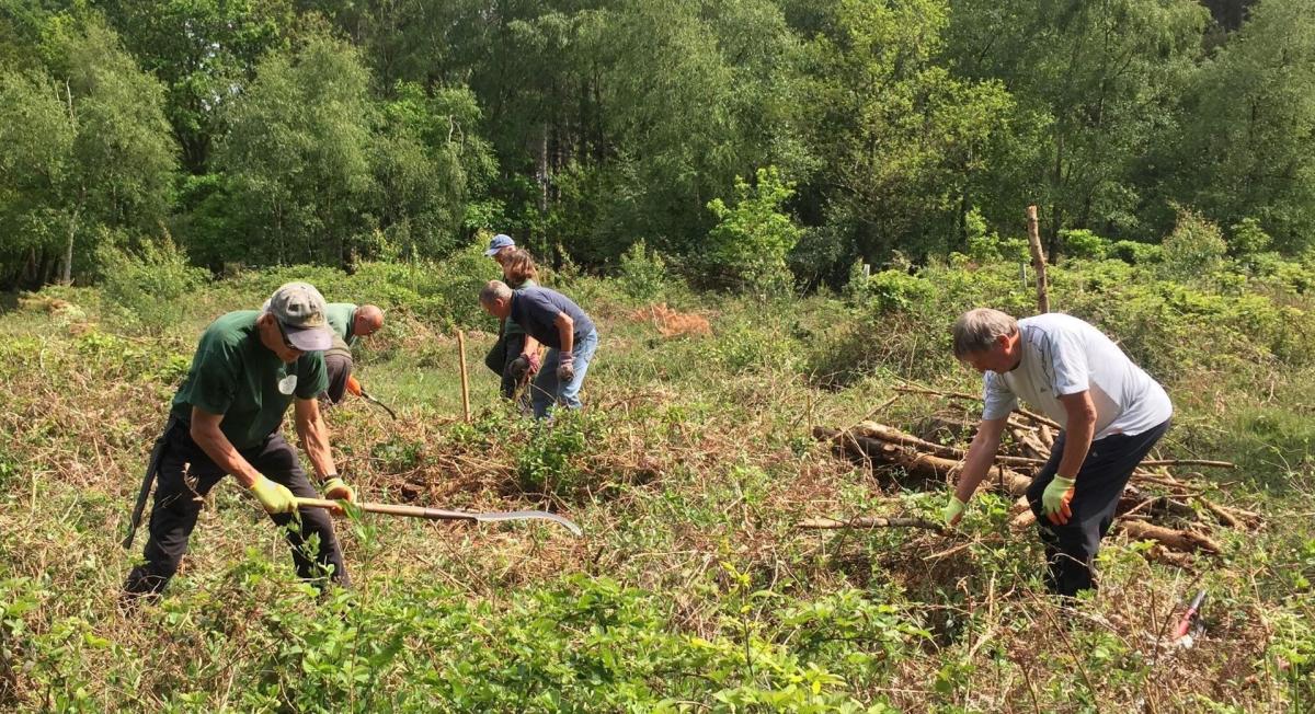 Volunteers working together in the Forest 