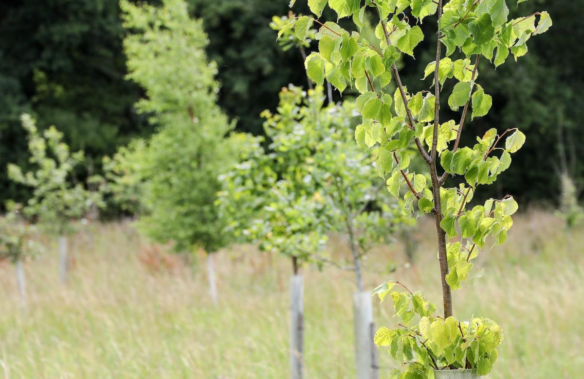 Young trees in tubes growing in the Forest 