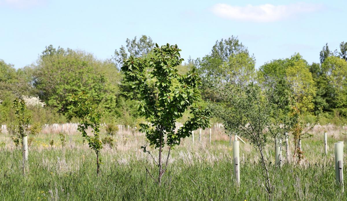 Young trees in tree tubes growing in the Forest 