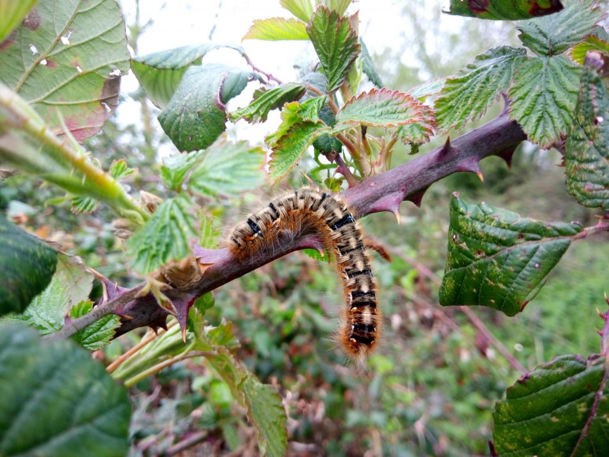 An oak eggar moth caterpillar perched on a branch