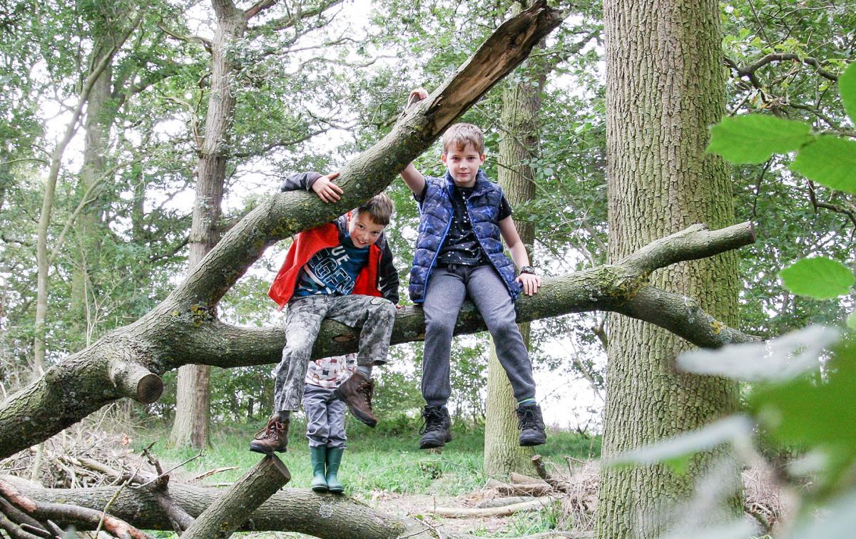 2 children sitting in a tree in the Forest