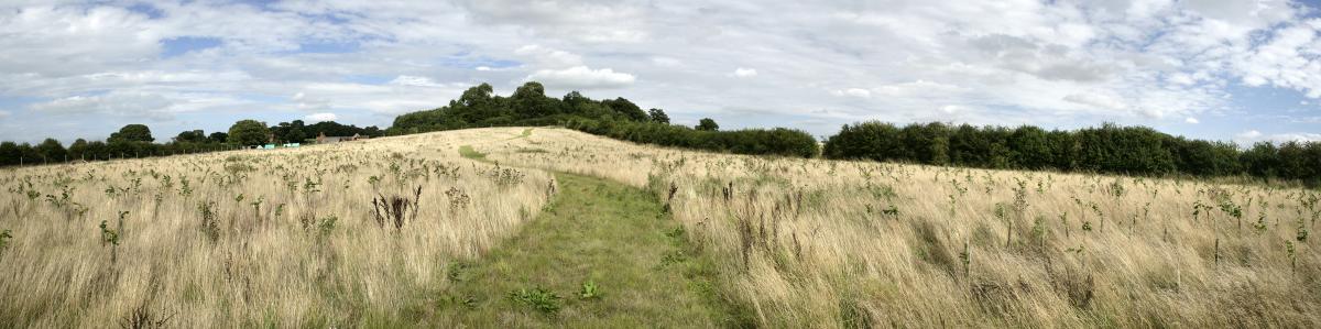 A woodland ride in grassland in the Forest 