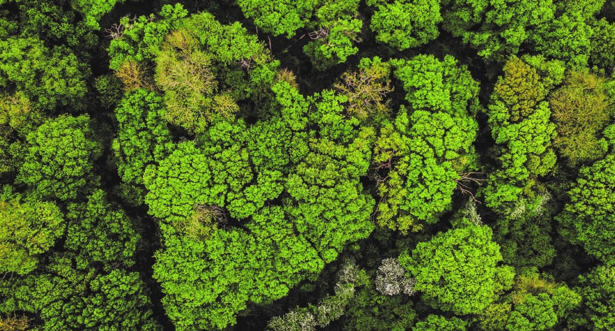 Aerial view of a heart shape made out of trees