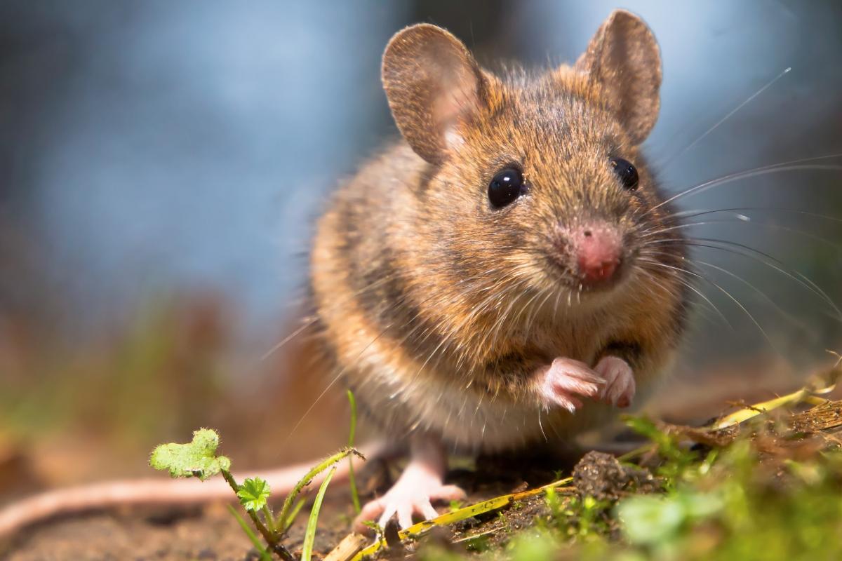 Close up of a wood mouse on the Forest floor
