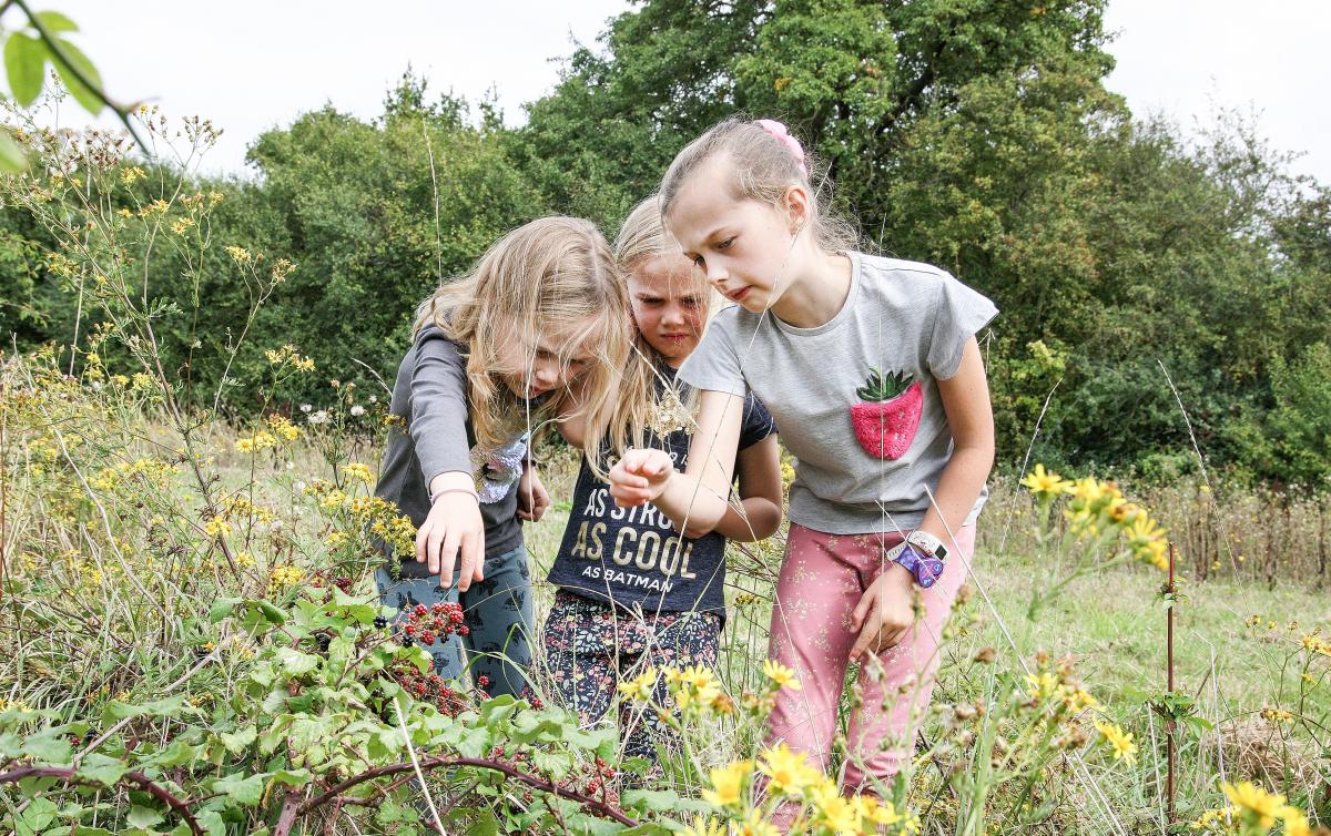 3 mini foresters inspecting some flowers in the Forest