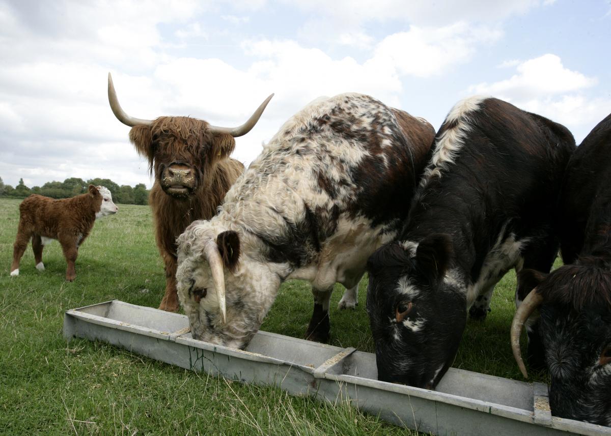 Longhorn cattle feeding from trough in a field in the Forest 