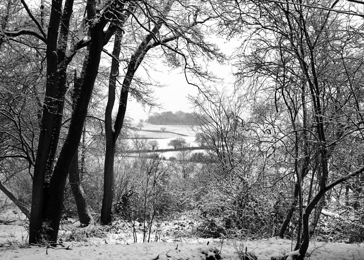 Snow-covered trees in the Forest