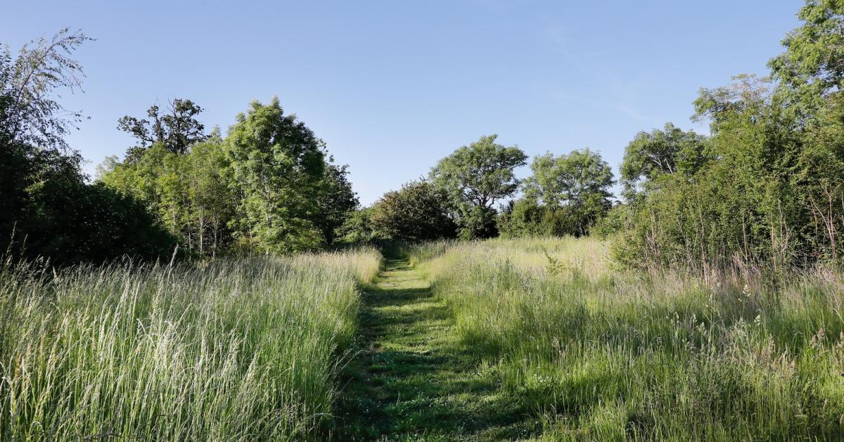 Mown footpath through grassland in Coxmere Wood with young trees in the distance