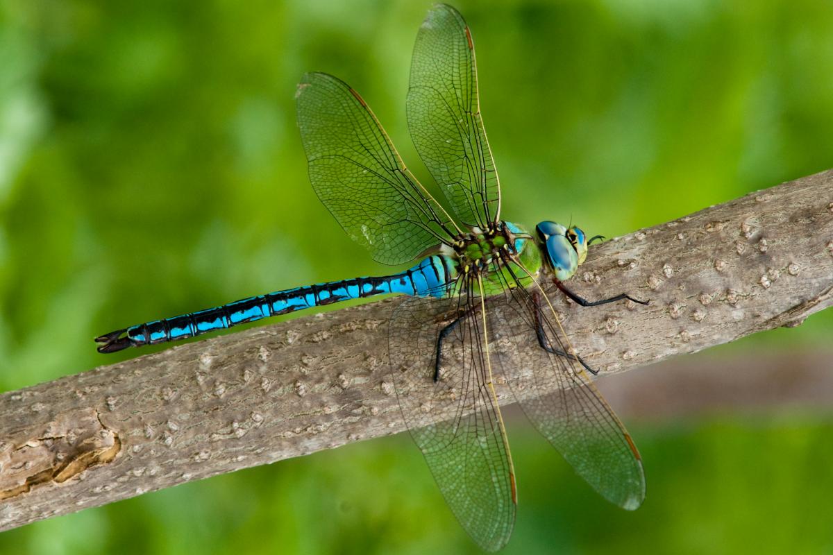 Male emperor dragonfly perched on twig