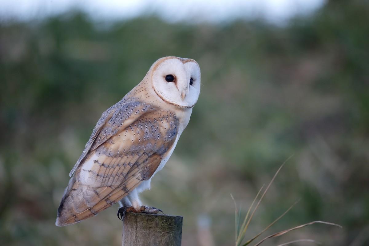 Barn owl sat on post 