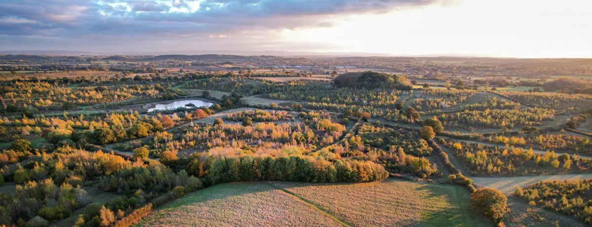 Aerial photo of autumn coloured trees in the Forest looking over to Windmill Hill