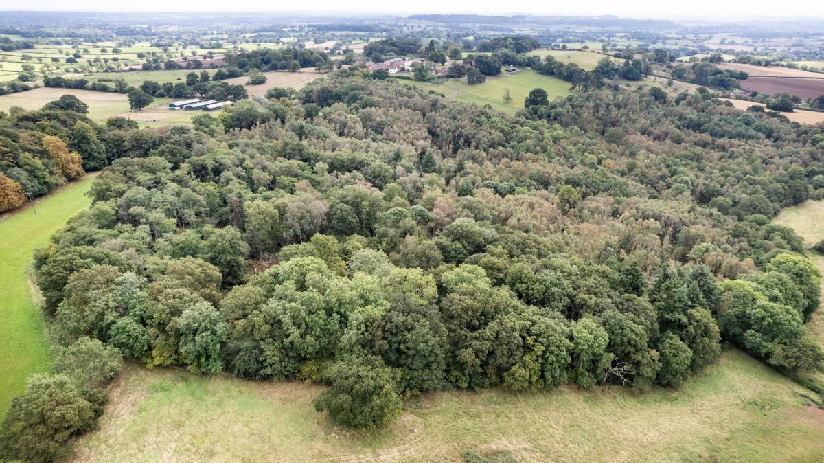 Aerial view of clump of green tree canopy at Gorcott Hill