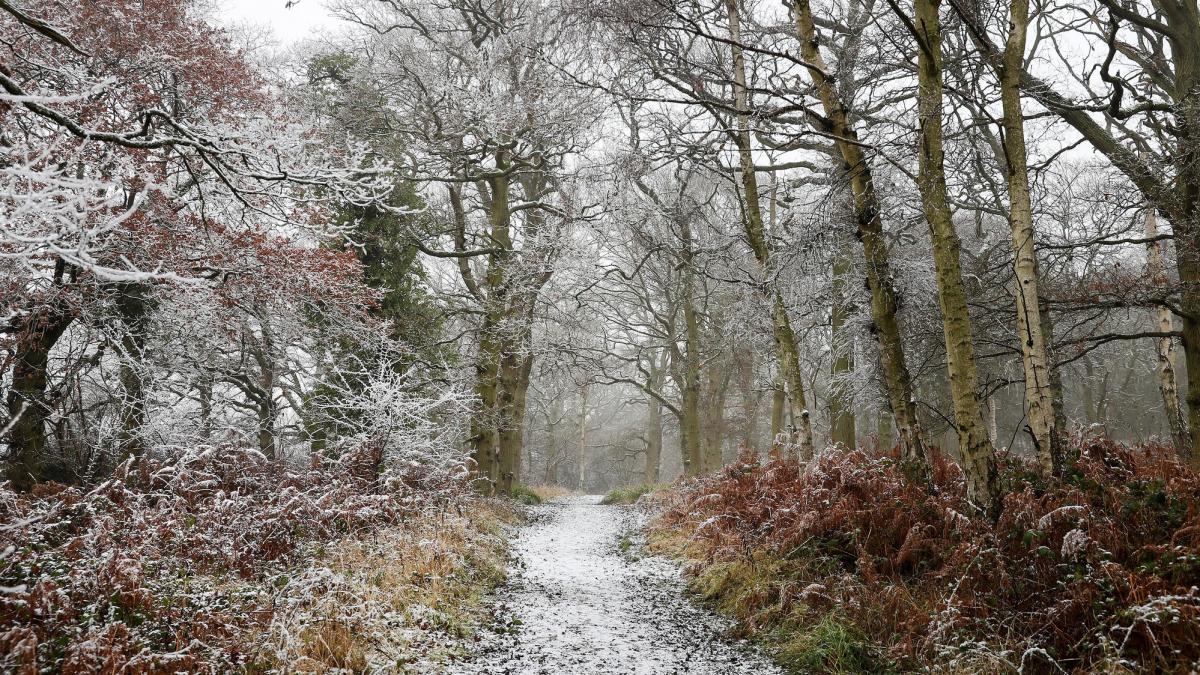 Wild walk at Morgrove Coppice in the snow. A snow covered path and shrubs in the foreground with bare, mature trees surrounding it.
