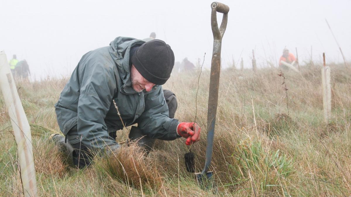 Volunteer crouching down planting a tree sapling in the ground with a spade next to him